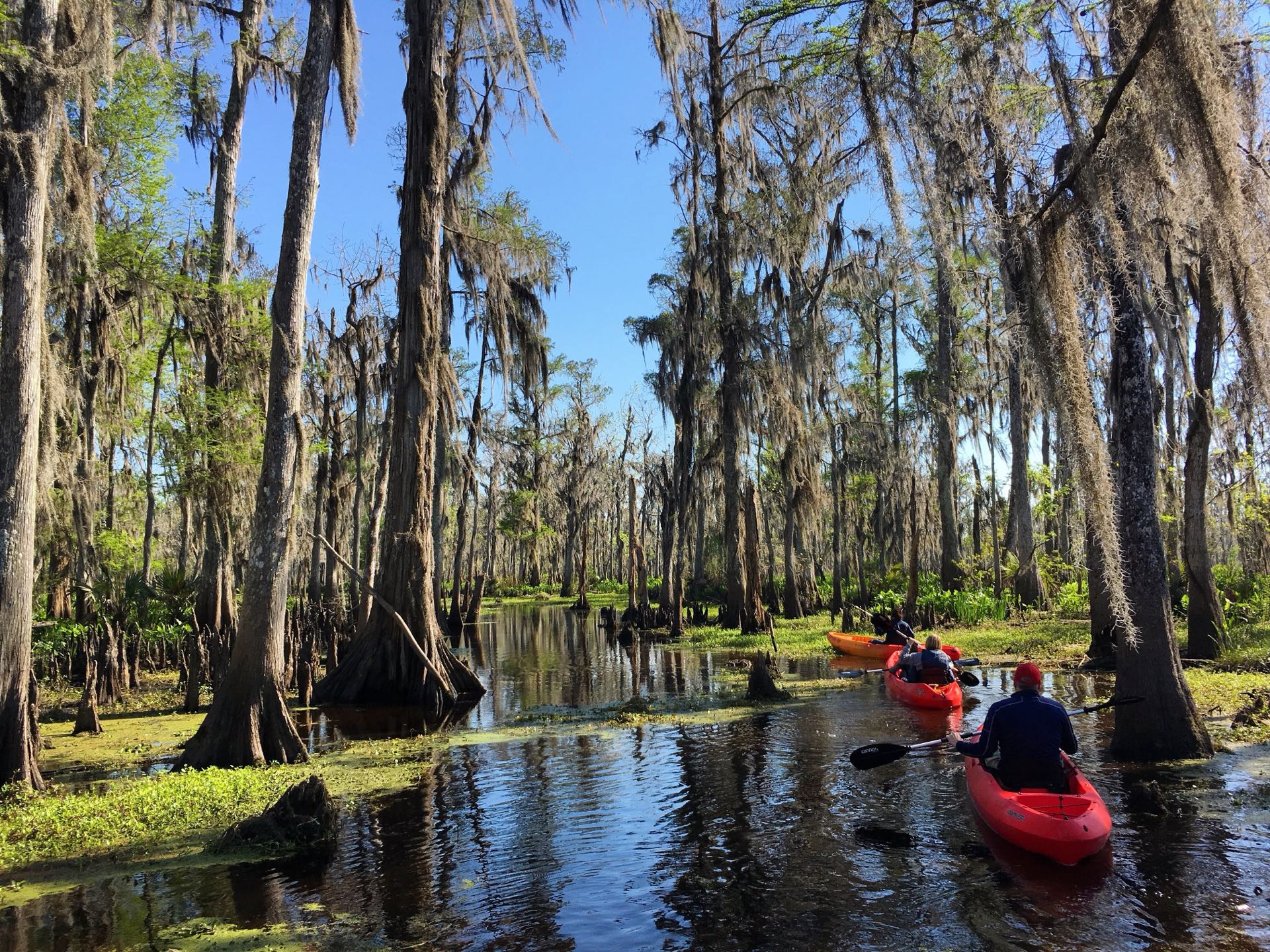 Kayakers paddling between cypress trees draped in Spanish moss in a Louisiana swamp