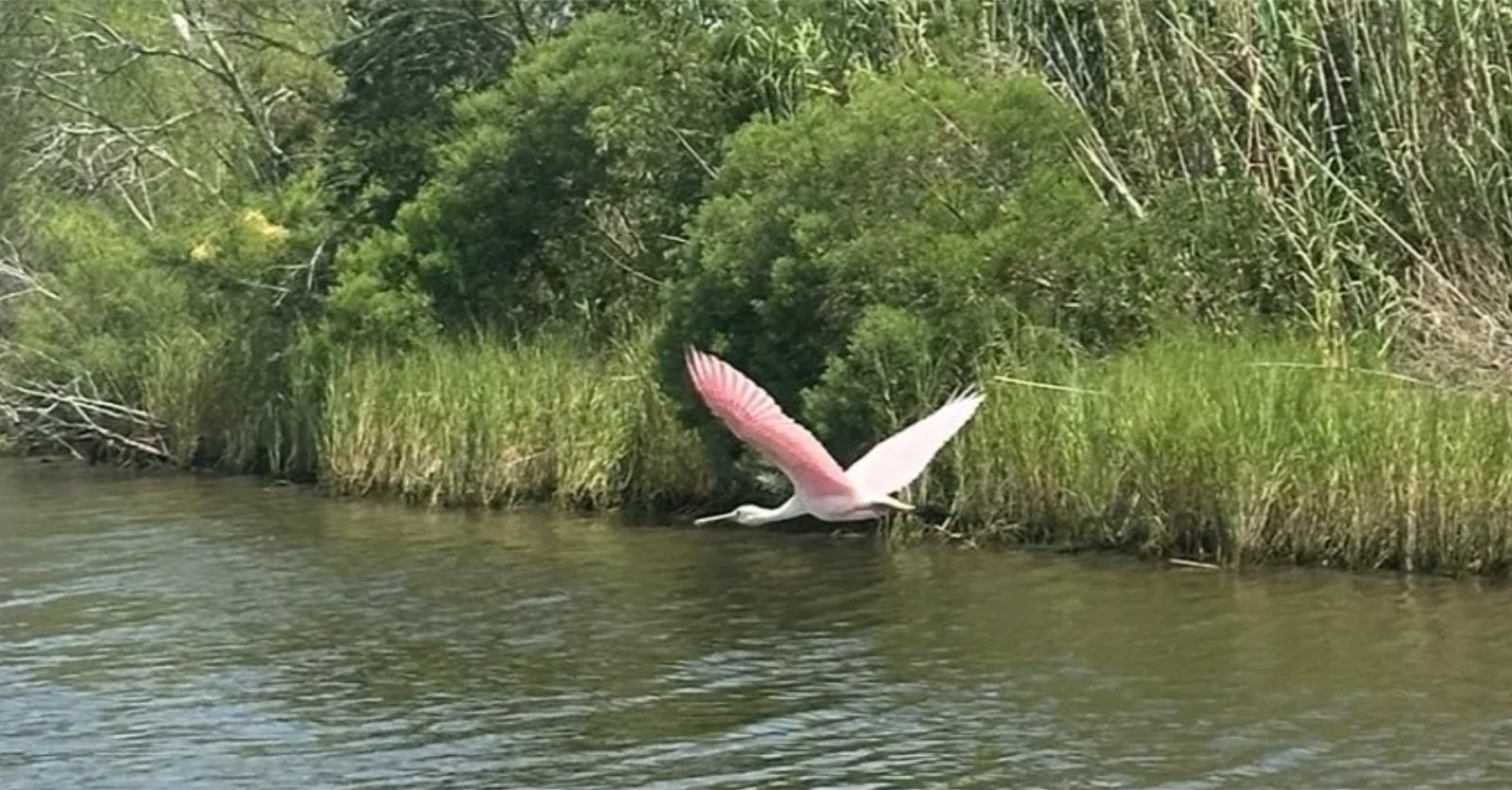 Roseate spoonbill wading in a Louisiana swamp