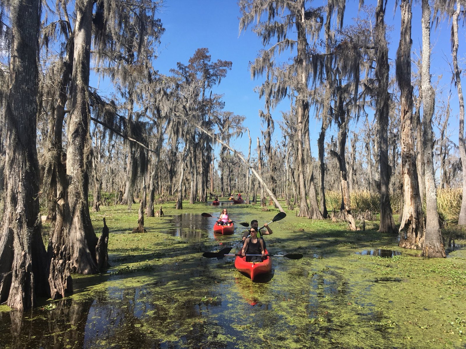 Open water and dying cypress in the Manchac Swamp